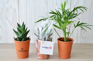 Plante pot terre cuite Ø7cm personnalisable