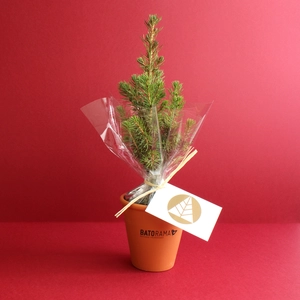 Plant d'arbre résineux pot terre cuite personnalisable