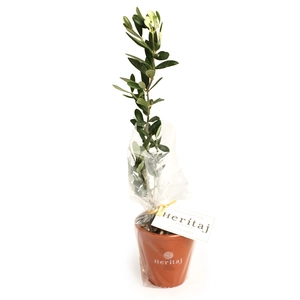 Plant d'arbre résineux pot terre cuite personnalisable