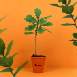 Plant d'arbre résineux pot terre cuite personnalisable
