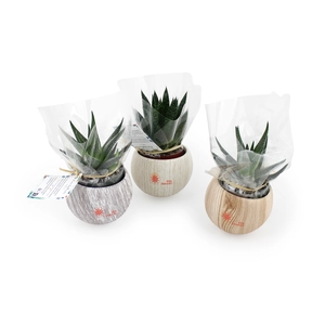 Plante pot céramique aimanté effet bois personnalisable