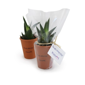 Plante pot terre cuite Ø7cm personnalisable