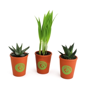 Plante pot terre cuite Ø7cm personnalisable