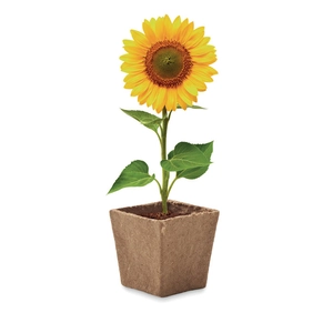 Pot de tourbe biodégradable avec graines de tournesol personnalisable
