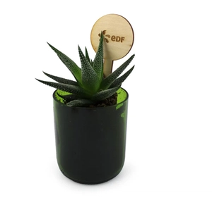 Plante bouteille recyclée personnalisable