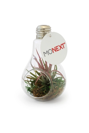 Ampoule tillandsia personnalisable personnalisable