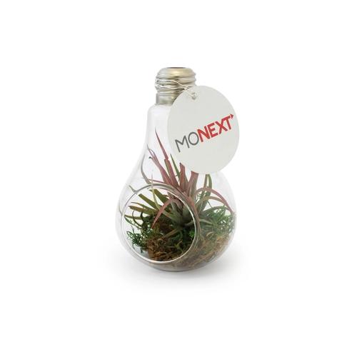 image du produit Ampoule tillandsia personnalisable