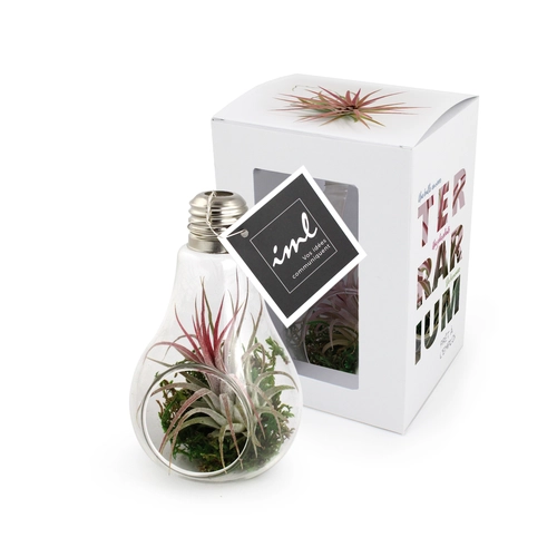 image du produit Ampoule tillandsia personnalisable