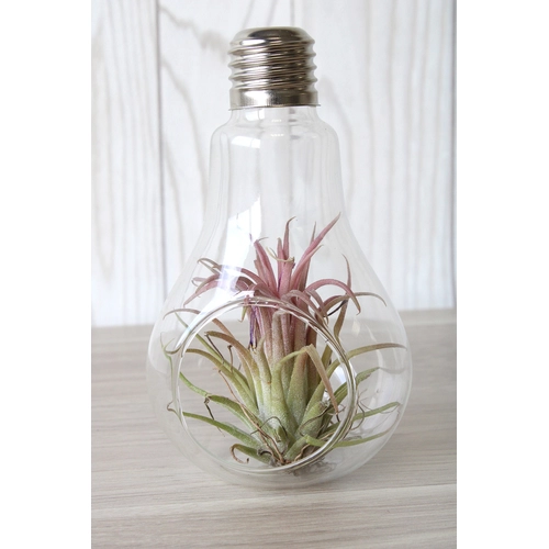 image du produit Ampoule tillandsia personnalisable