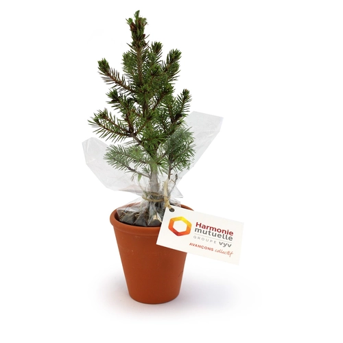 image du produit Plant d'arbre résineux pot terre cuite