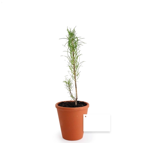 image du produit Plant d'arbre résineux pot terre cuite