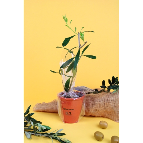 image du produit Plant d'arbre résineux pot terre cuite