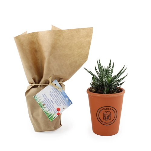 image du produit Plante pot terre cuite Ø7cm